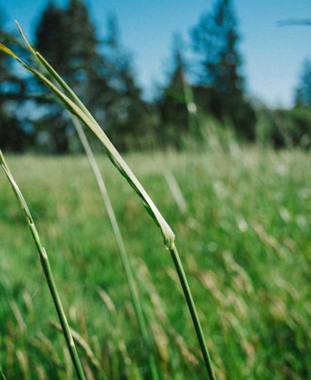 Field image, Belem